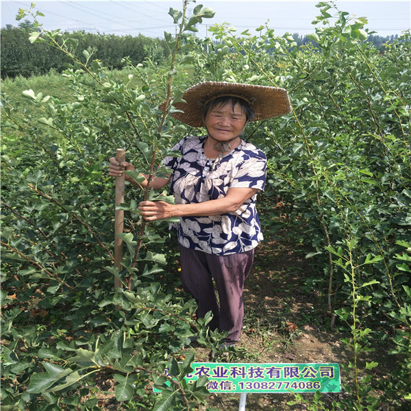 哪里出售柿子樹，哪里有柿子樹苗