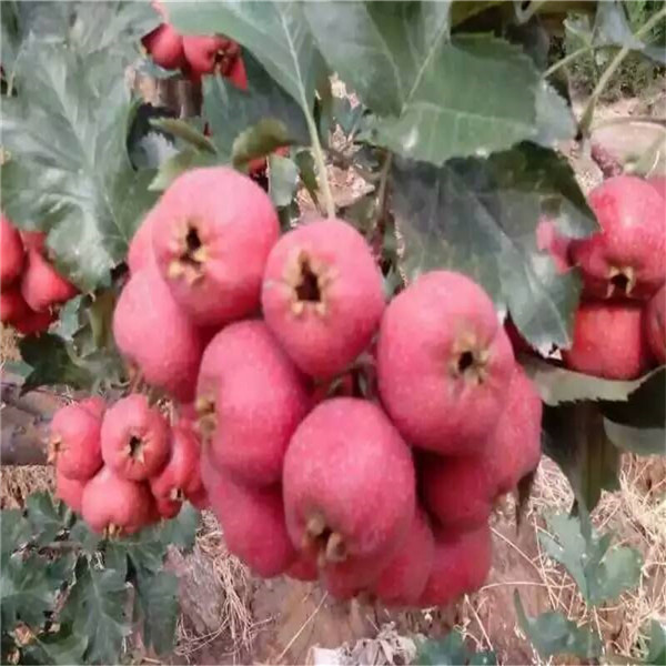 柿子樹苗那個(gè)品種好，脆柿子樹苗