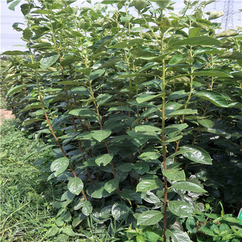 甜的柿子品種.柿子樹(shù)苗新品種