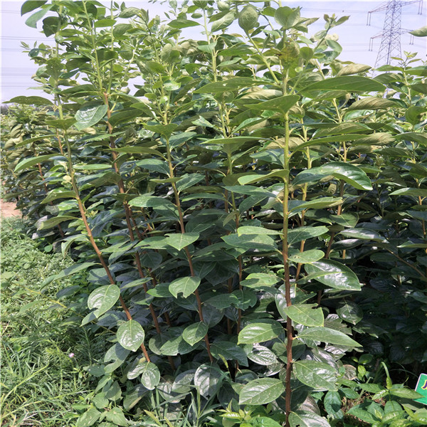 甜的柿子品種.柿子樹苗新品種