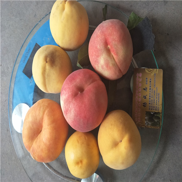 桃樹油蟠7號，的桃樹品種