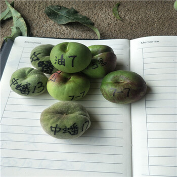 黃金梨樹苗，梨樹苗出售