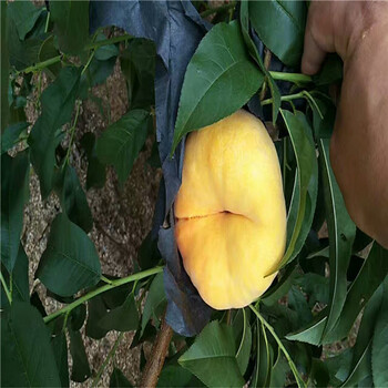 黃金梨樹苗，新品種梨苗