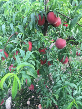梨樹苗多少錢，梨樹苗基地
