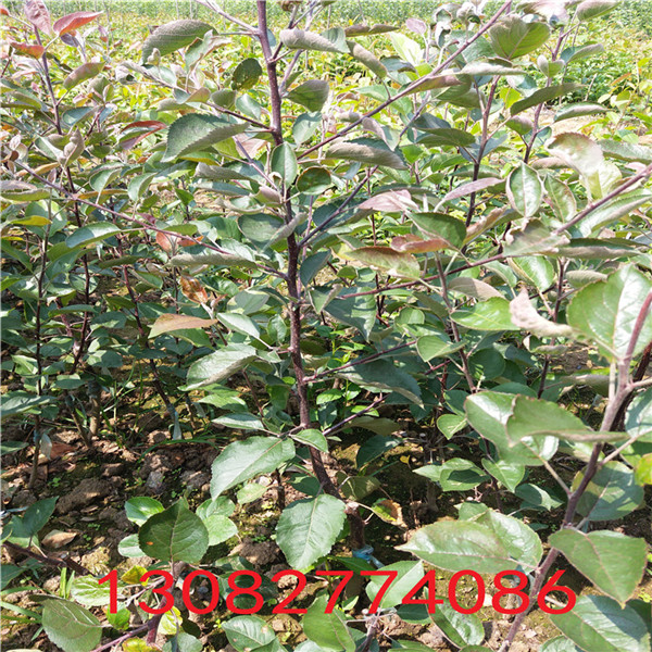 玉露香梨樹苗，2018年梨樹新品種