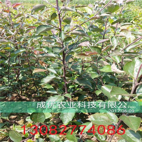 玉露香梨樹苗，梨樹苗批發(fā)多少錢