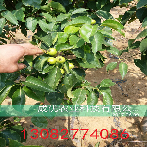 全紅梨樹苗，哪里能買到梨樹苗