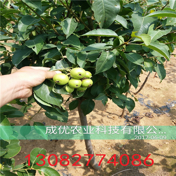 晚秋黃梨，哪里能買到梨樹苗