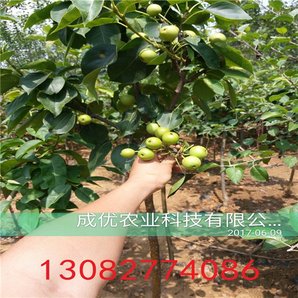 全紅梨樹(shù)苗，梨樹(shù)苗價(jià)格