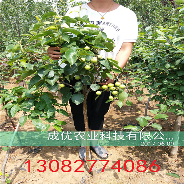 晚秋黃梨，二年梨樹(shù)苗