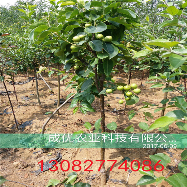 梨樹苗一棵多少錢，2018年梨樹新品種