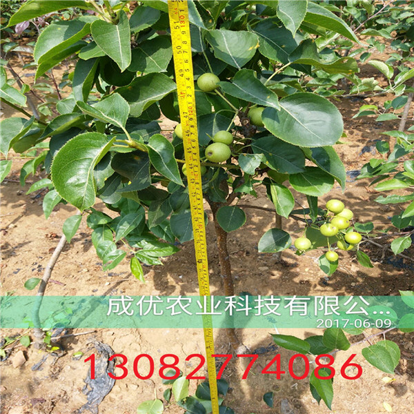 黃冠梨樹苗，梨樹苗價格