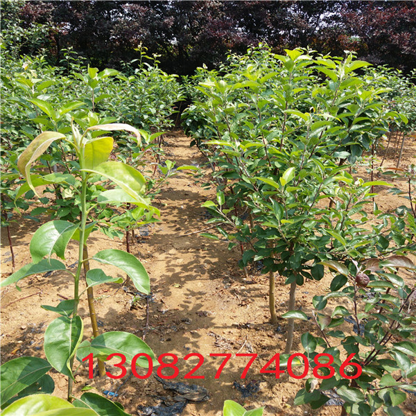 新梨7號梨樹苗，2018年梨樹新品種