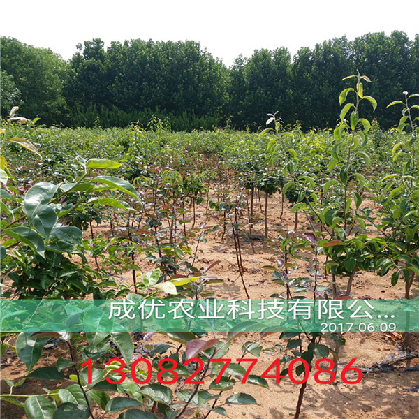 梨樹苗，梨樹苗基地