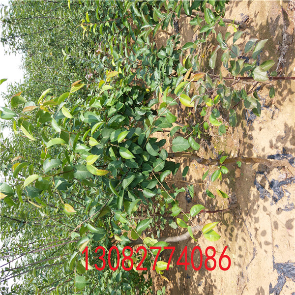 梨樹苗，梨樹苗基地