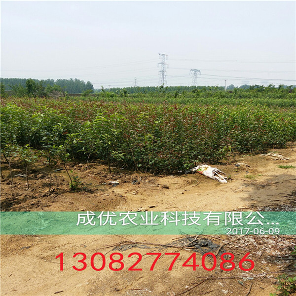 新梨7號(hào)梨樹(shù)苗，梨樹(shù)苗格