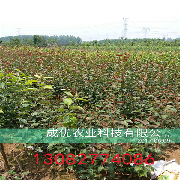 秋月梨樹苗，梨樹苗批發(fā)多少錢