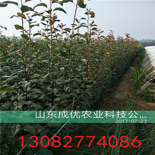 全紅梨樹(shù)苗，梨樹(shù)苗價(jià)格