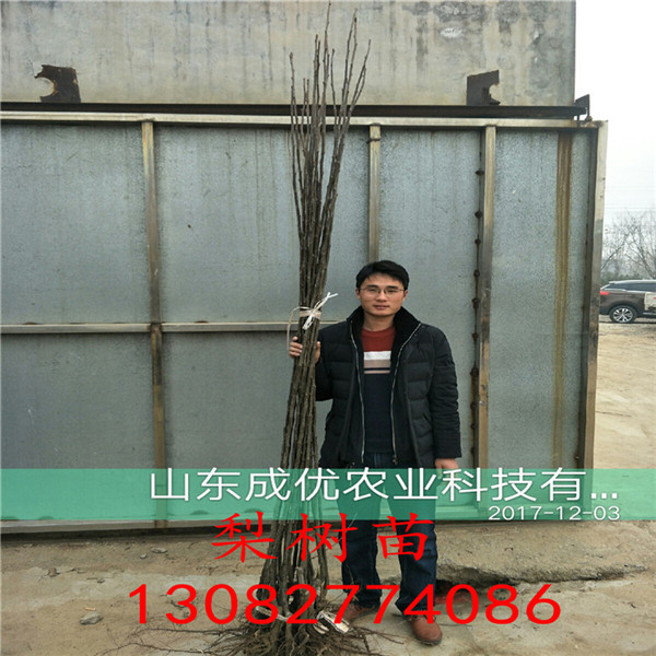 梨樹苗品種大全，一米以上梨樹苗