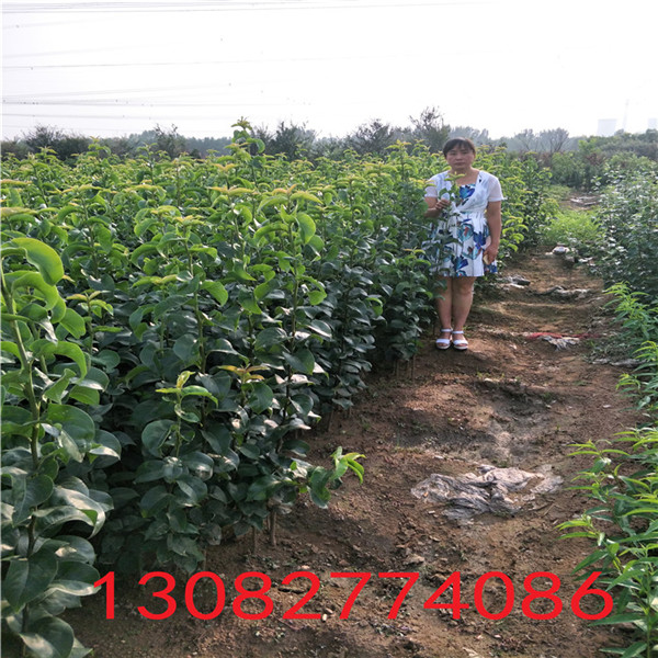 玉露香梨樹苗，梨樹苗基地