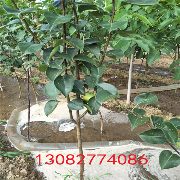 黃冠梨樹苗，梨樹苗那個(gè)品種