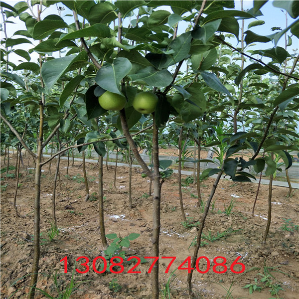 秋月梨樹苗，梨樹苗那個(gè)品種