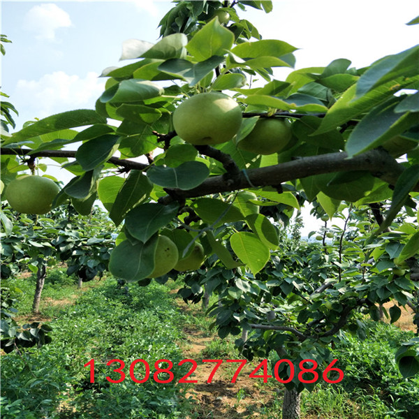 玉露香梨樹苗，梨樹苗基地