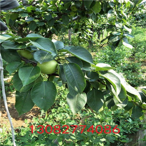 玉露香梨樹苗，梨樹苗基地