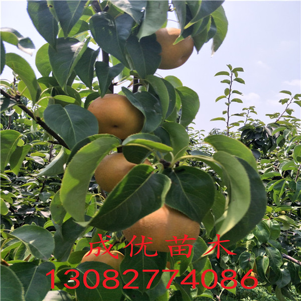 晚秋黃梨，梨樹苗基地