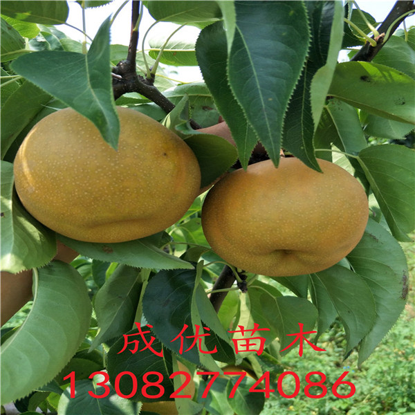 夏玉梨樹(shù)苗，2018年梨樹(shù)新品種