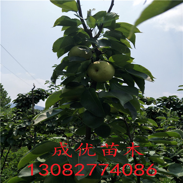 梨樹(shù)苗品種大全，梨樹(shù)苗那個(gè)品種
