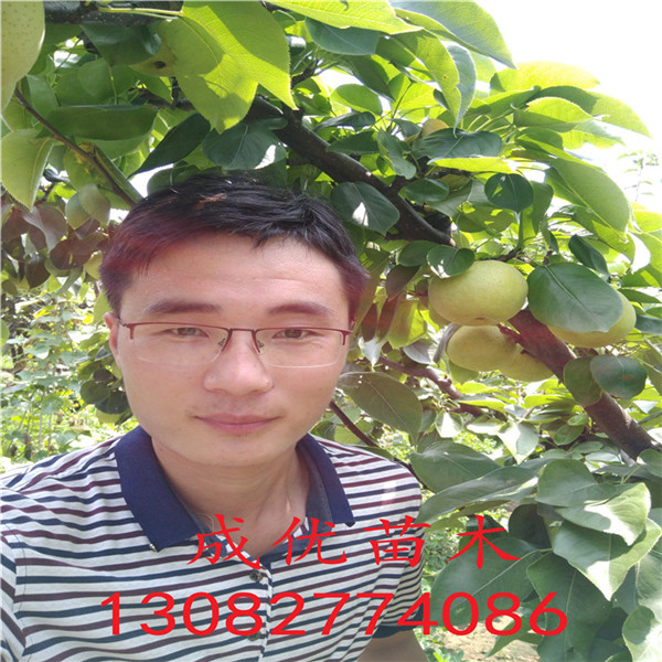 秋月梨樹苗，梨樹苗批發(fā)多少錢