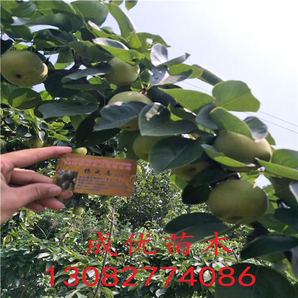 梨樹苗多少錢，梨樹苗基地