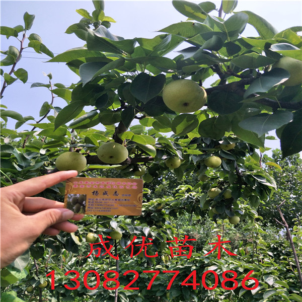 全紅梨樹苗，哪里能買到梨樹苗