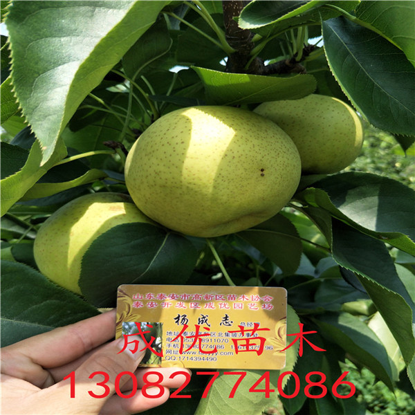 梨樹苗一棵多少錢，梨樹苗品種介紹