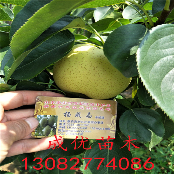 梨樹苗基地，梨樹苗品種介紹