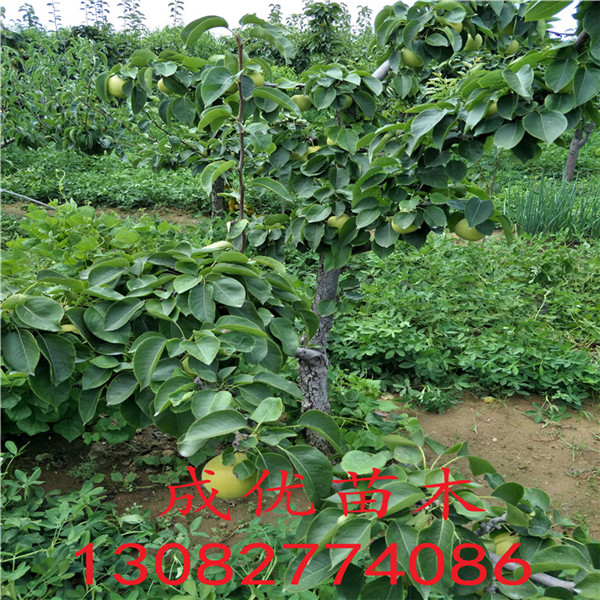 梨樹(shù)苗品種大全，梨樹(shù)苗那個(gè)品種
