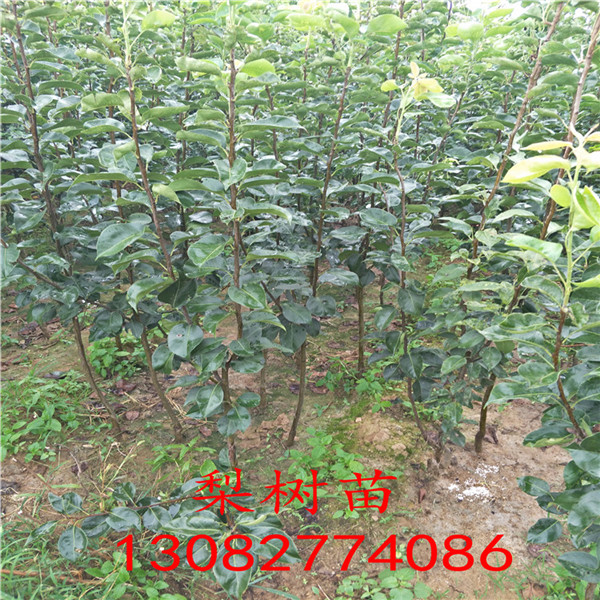 梨樹苗，梨樹苗基地