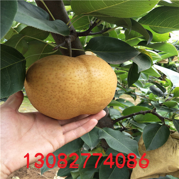 玉露香梨樹苗，梨樹苗批發(fā)多少錢