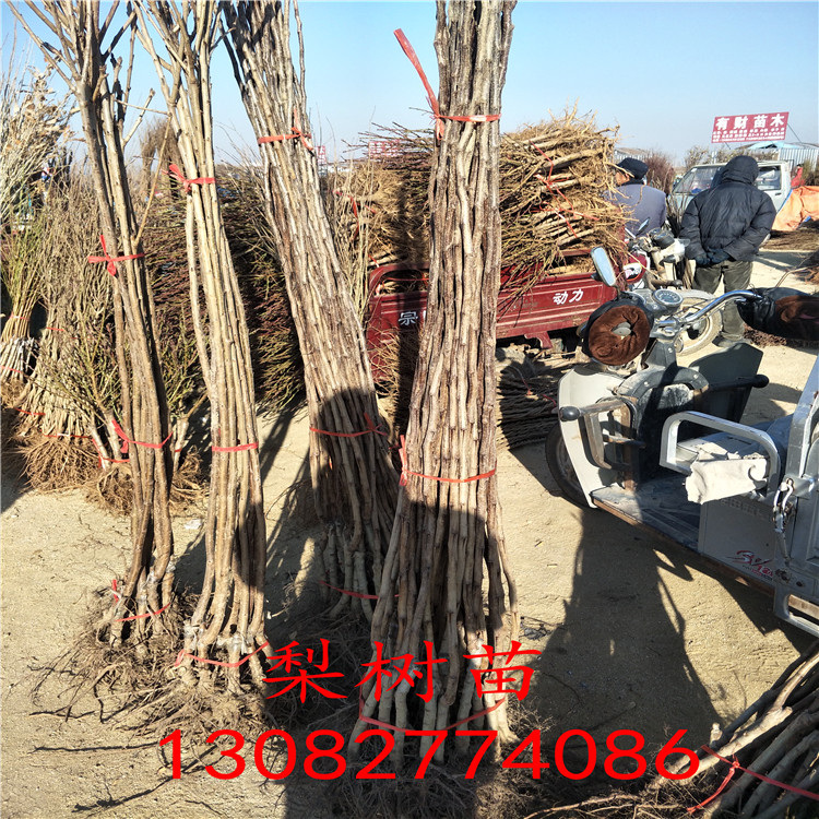 梨樹苗一棵多少錢，2018年梨樹新品種