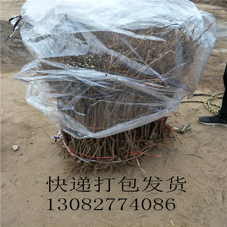 梨樹苗基地，梨樹苗品種介紹