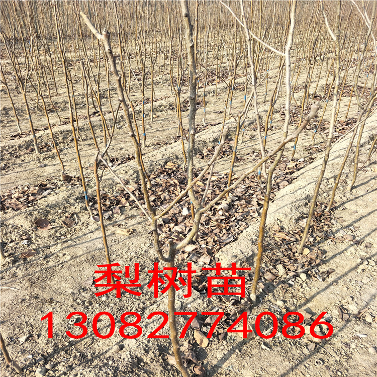 新梨7號(hào)梨樹(shù)苗，梨樹(shù)苗格