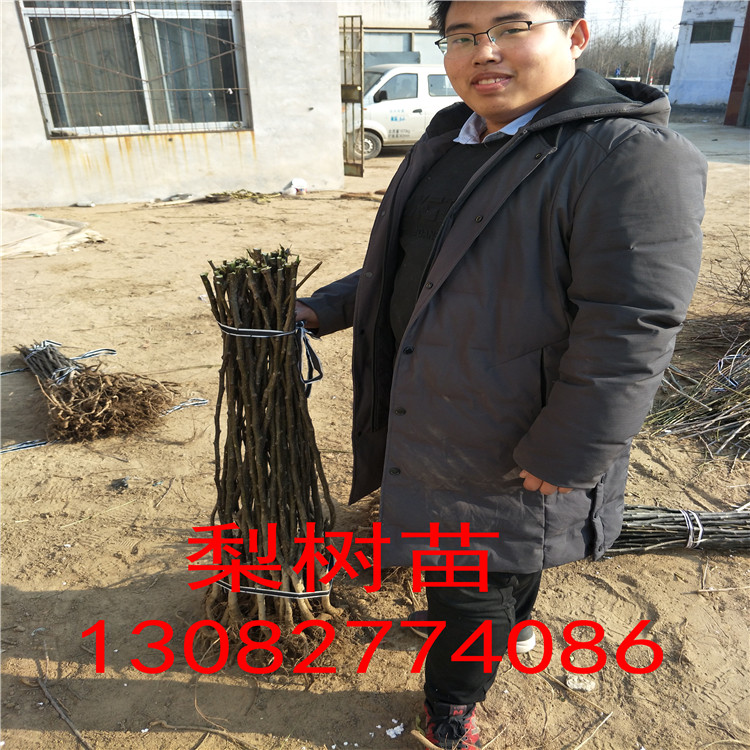 晚秋黃梨，二年梨樹(shù)苗