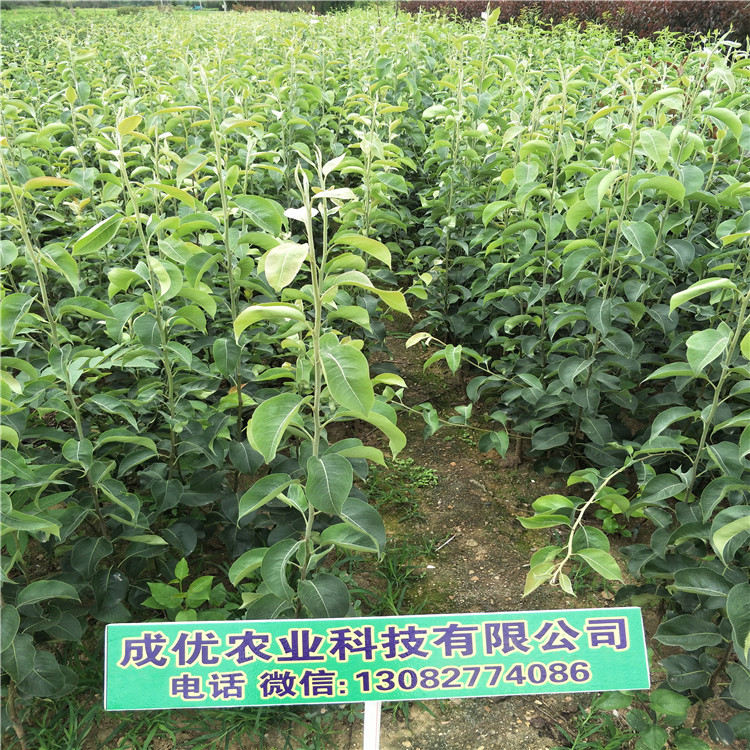 梨樹苗基地，梨樹苗品種介紹