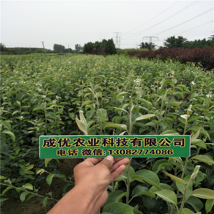 梨樹苗，梨樹苗出售