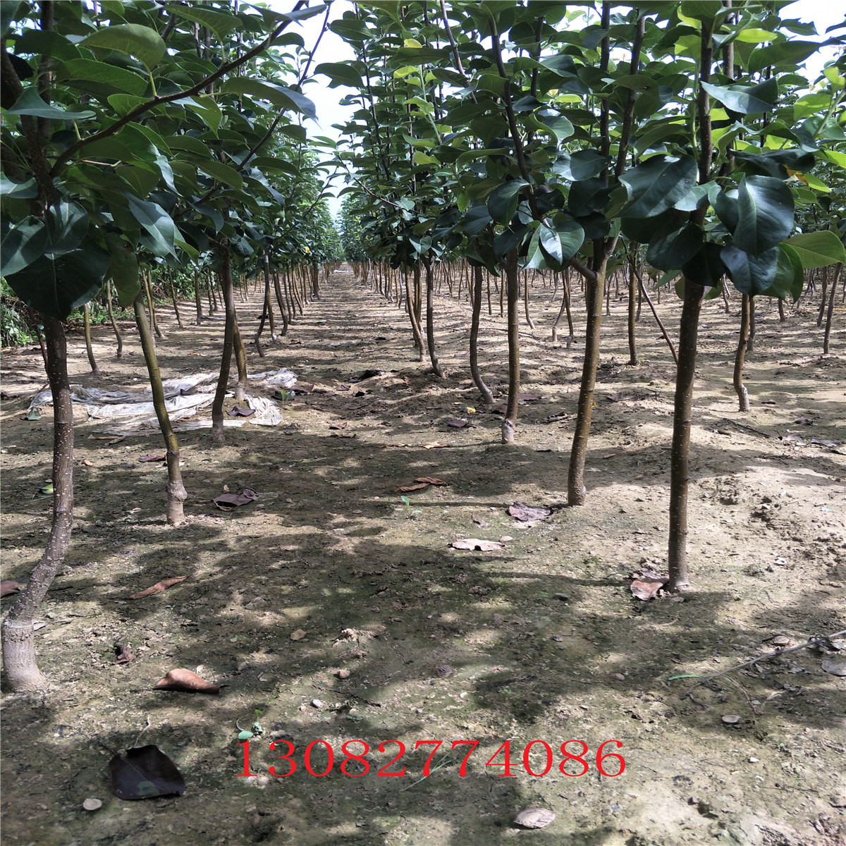 玉露香梨樹苗，2018年梨樹新品種