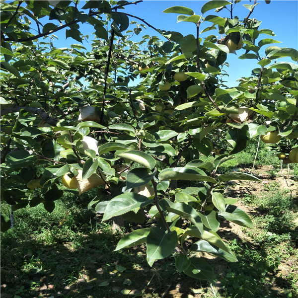 早紅考密斯梨樹苗，2018年梨樹新品種