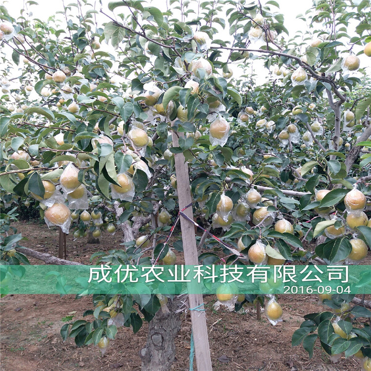 梨樹(shù)苗品種大全，梨樹(shù)苗那個(gè)品種