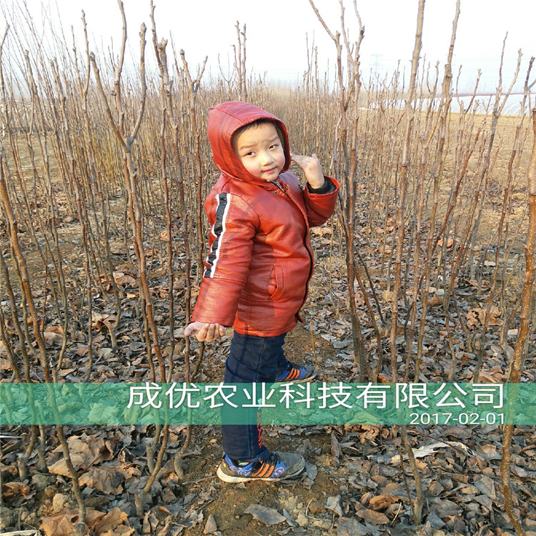 玉梨樹(shù)苗，梨樹(shù)苗格