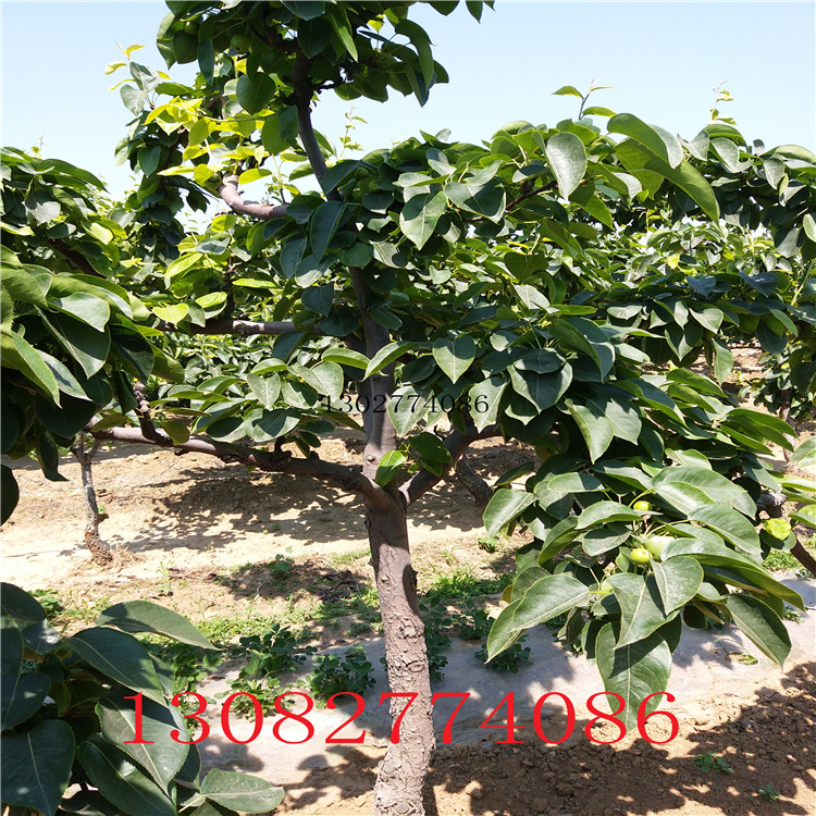 玉露香梨樹苗，2018年梨樹新品種